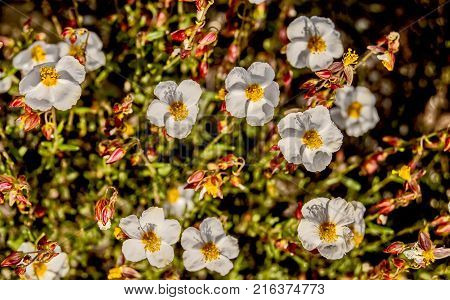 Plant with several small flowers in sunlight.