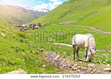 White horse and the Ushguli village at the foot of Mt. Shkhara. Picturesque and gorgeous scene. Rock tower in Ushguli - the highest inhabited village in Europe