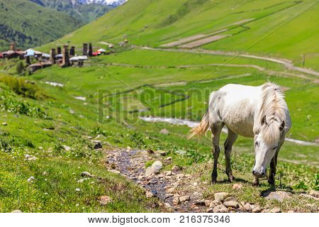 White horse and the Ushguli village at the foot of Mt. Shkhara. Picturesque and gorgeous scene. Rock tower in Ushguli - the highest inhabited village in Europe