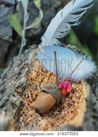Part of an old tree lying on the ground. Birds live on it and acorns grow.