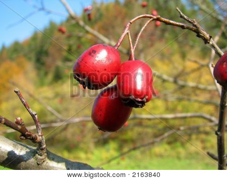 Crataegus Oxycantha