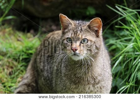 Close up of a wild cat in grass