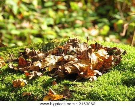 Automne