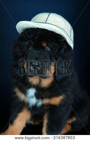 Tibetan Mastiff in gentlemen's hat studio quality