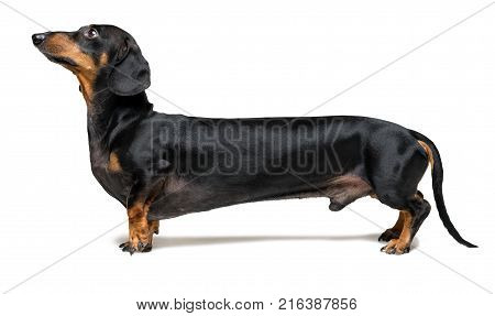 A manipulated image of a very Long Dachshund dog (puppy) black and tan on isolated on white background