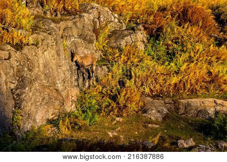 Alpine Ibex on a mountainside in late fall.