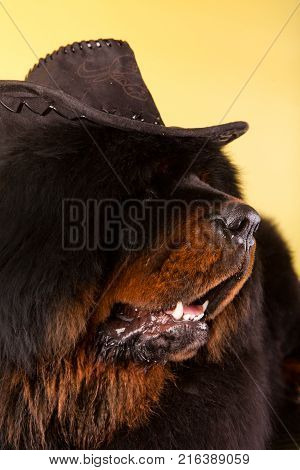 tibetan mastiff dog in hat studio quality
