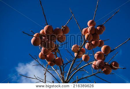 Ripe orgaic persimmons on a garden tree on blue sky background