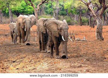 Family of elephants (Loxodonta Africana) browsing on the plains in South Luangwa national park Zambia