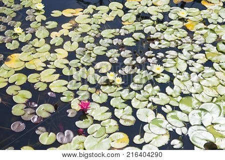 Water lilies  grow in a pond and please passersby