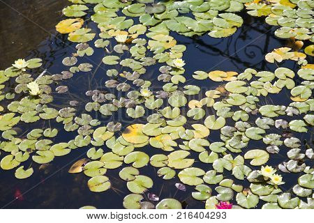 Water lilies  grow in a pond and please passersby