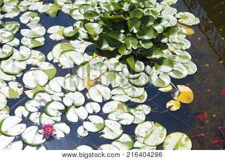 Water lilies  grow in a pond and please passersby