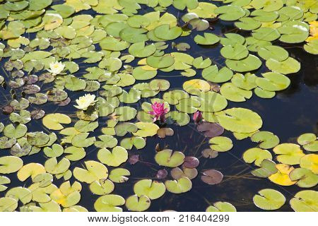 Water lilies  grow in a pond and please passersby