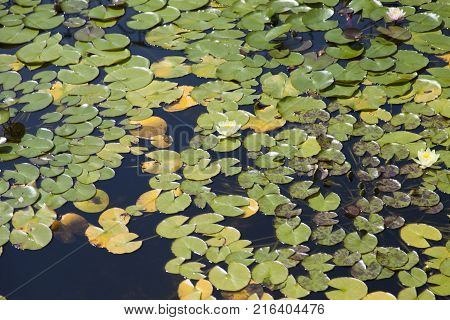 Water lilies  grow in a pond and please passersby