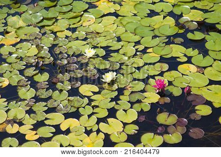 Water lilies grow in a pond and please passersby