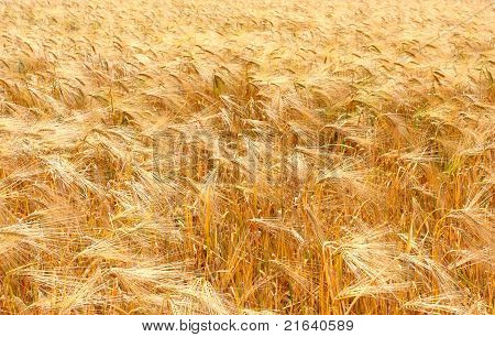 Sommer
