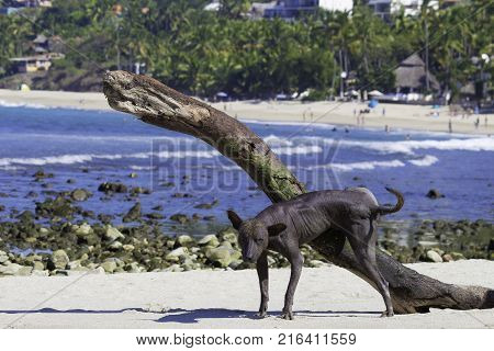 Mexican dog breed at a private moment in a Mexican beach