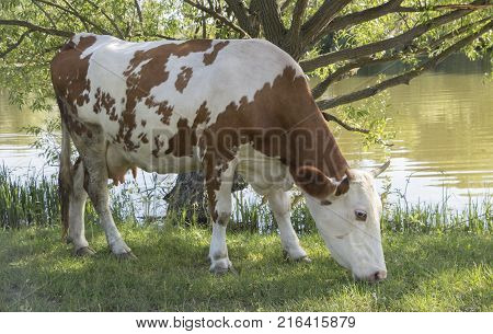 A cow grazing on a green meadow on a clear summer sunny day.