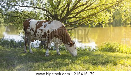 A cow grazing on a green meadow on a clear summer sunny day.