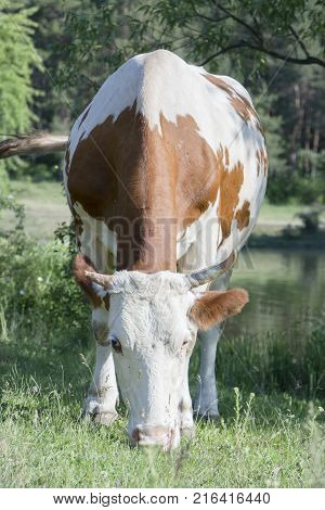 A cow grazing on a green meadow on a clear summer sunny day.
