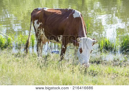 A cow grazing on a green meadow on a clear summer sunny day.