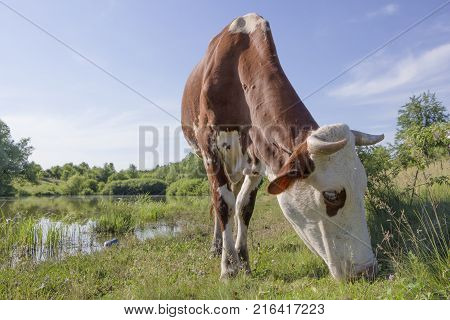 A cow grazing on a green meadow on a clear summer sunny day.