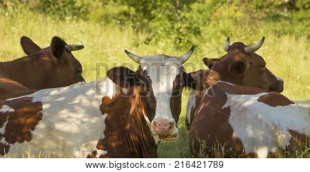 A cow grazing on a green meadow on a clear summer sunny day.