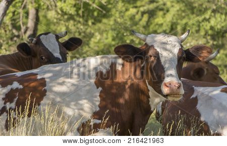 A cow grazing on a green meadow on a clear summer sunny day.
