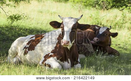 A cow grazing on a green meadow on a clear summer sunny day.
