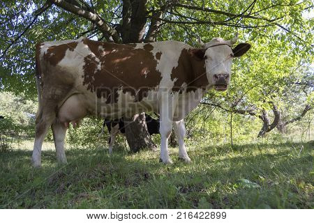 A cow grazing on a green meadow on a clear summer sunny day.