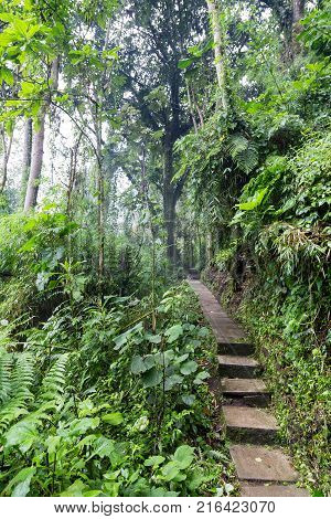 A Path In The Cloud Forest At The Recinto Del Pensamiento Nature Reserve Near Manizales Colombia.