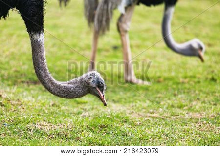 Ostriches At The Recinto Del Pensamiento Nature Reserve Near Manizales Colombia.