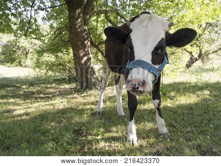 A cow grazing on a green meadow on a clear summer sunny day.