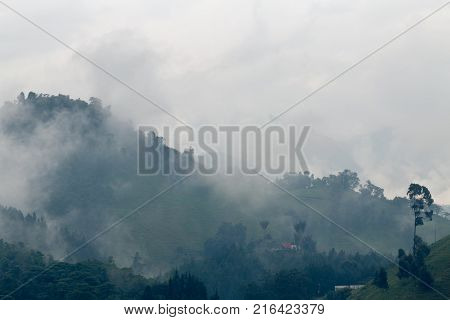 Mist In The Cloud Forest At The Recinto Del Pensamiento Nature Reserve Near Manizales Colombia.