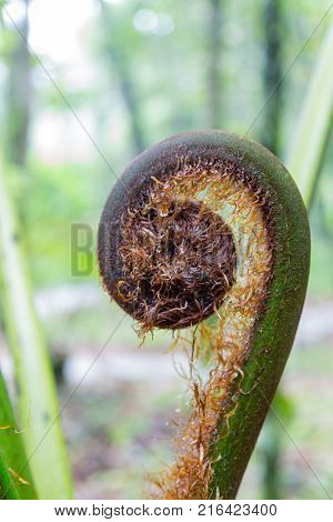 Closeup Of A Large Fern In The Cloud Forest At The Recinto Del Pensamiento Nature Reserve Near Maniz