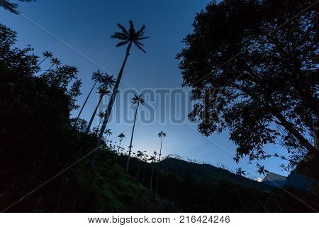 Dawn Silhouette View Of Wax Palms Near The Los Nevados National Park Near Salento Colombia.