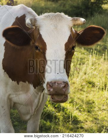 A cow grazing on a green meadow on a clear summer sunny day.