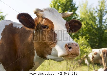 A cow grazing on a green meadow on a clear summer sunny day.