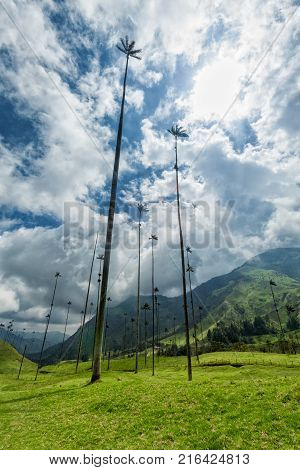 Portrait View Of Wax Palms In Cocora Valley Near Salento Colombia.