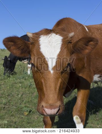 A cow grazing on a green meadow on a clear summer sunny day.