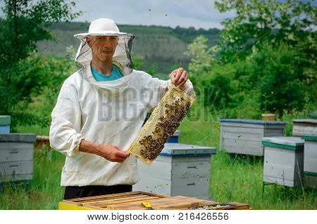 Beekeeper working collect honey. Beekeeper holding a honeycomb full of bees. Beekeeping concept