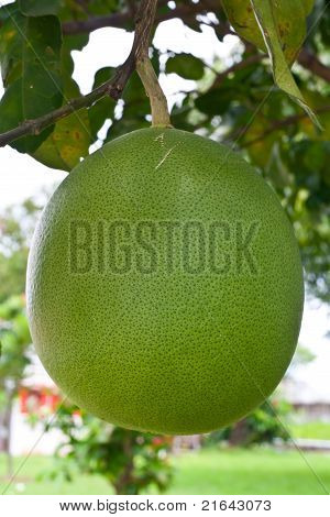 Grapefruit auf einem Baum