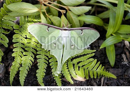 Actias luna