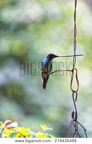 Portrait View Of A Long Billed Hummingbird Posing On A Wire In Tolima Colombia.