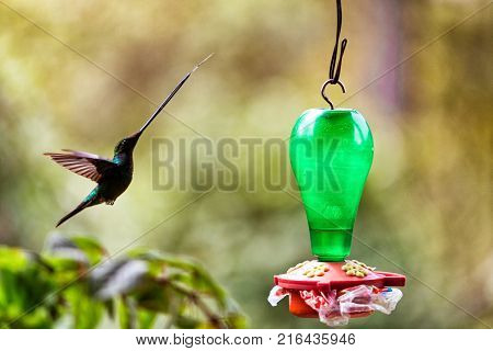 A Long Billed Hummingbird With Tongue Outstretched Flying In To Feed In Tolima Colombia.