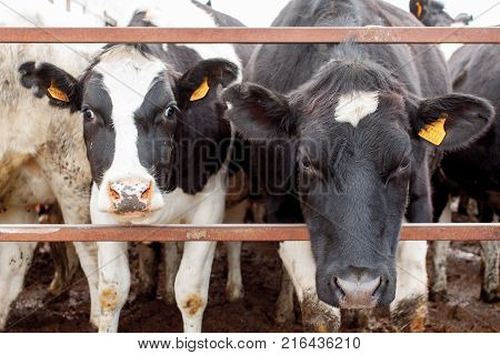 Herd Of Cows Standing In Cowshed