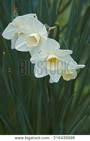 Jonquilla daffodil (Narcissus x Silver Smiles). Close up image of flowers