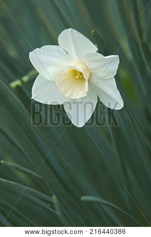 Jonquilla daffodil (Narcissus x Silver Smiles). Close up image of flower