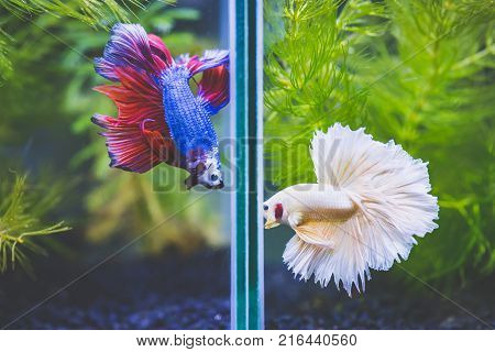 Close up of Fancy half moon Siamese fighting fishes quarreling