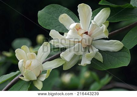 Venus sweetshrub (Calycanthus x Venus). Hybrid of Calycanthus chinensis and